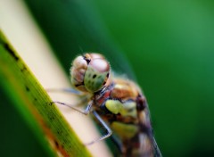  Animals Portrait de libellule..