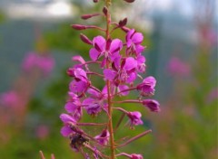  Nature fleur