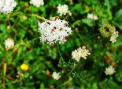  Animaux fleur et insectes