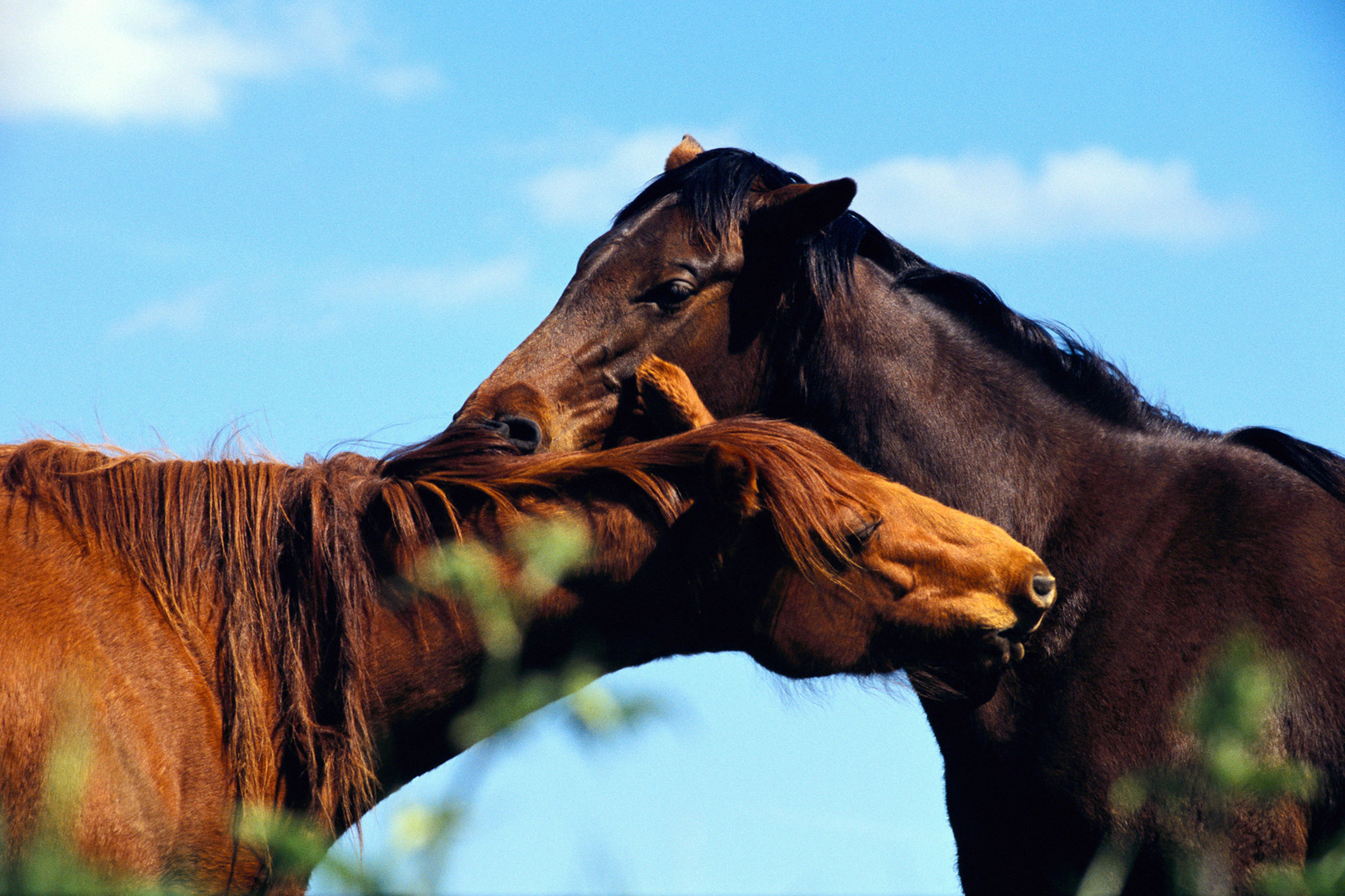 Fonds d'cran Animaux Chevaux 