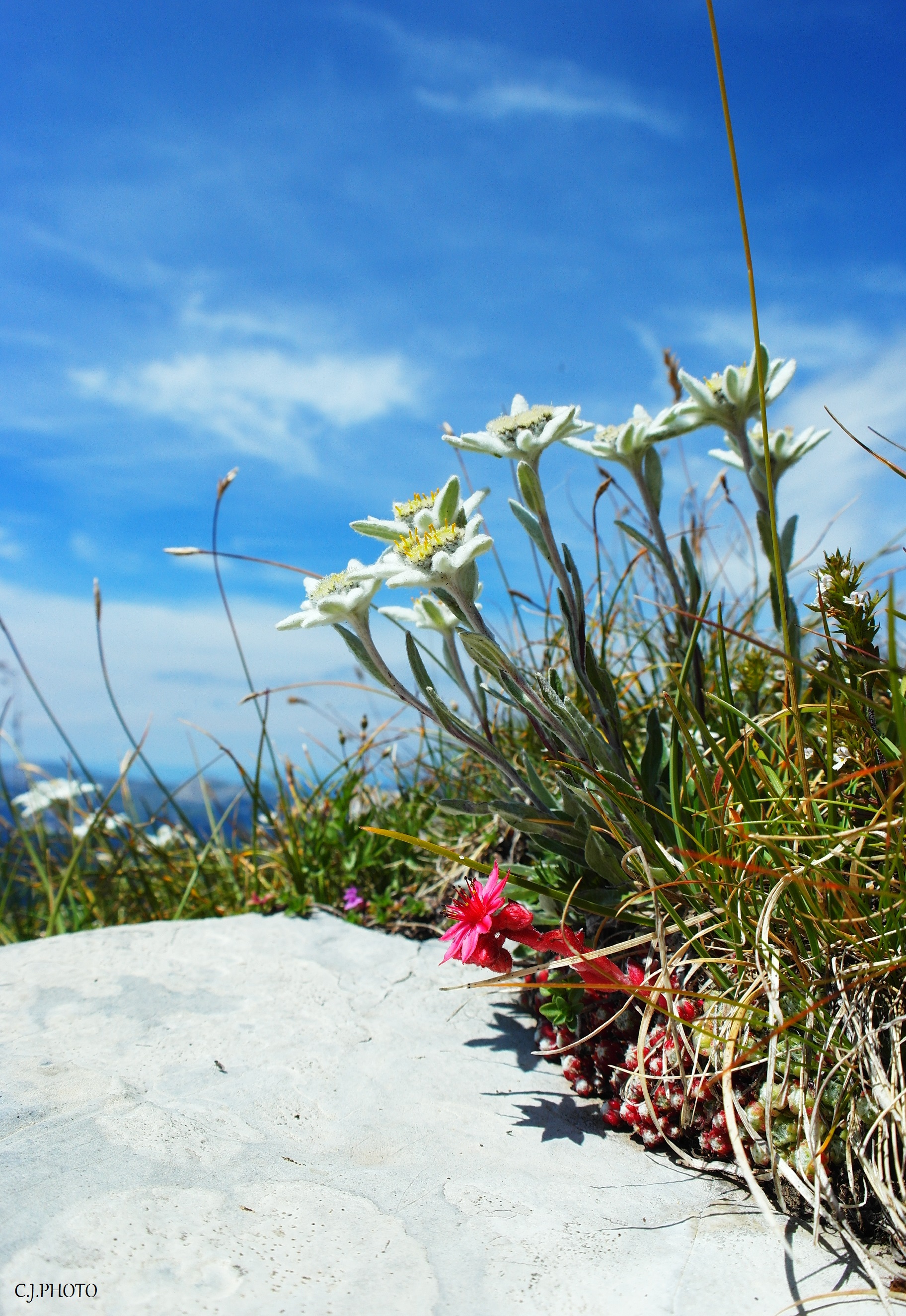 Fonds d'cran Nature Fleurs 