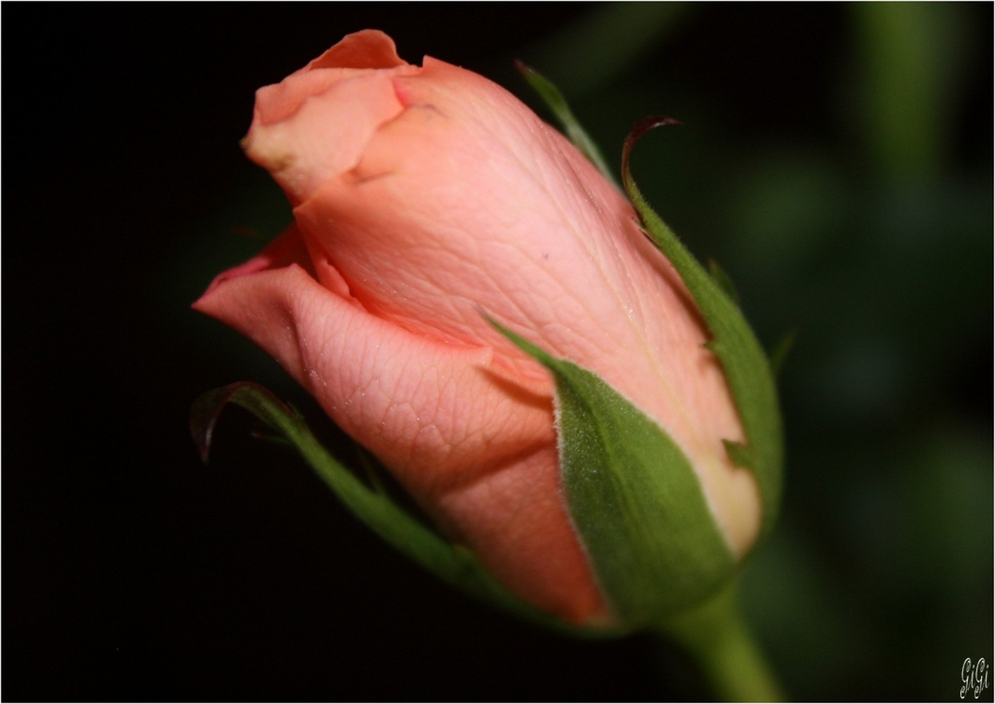 Fonds d'cran Nature Fleurs Bouton rose.