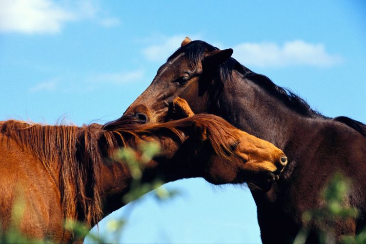 Fonds d'cran Animaux Chevaux Wallpaper N381176