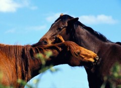 Fonds d'cran Animaux Image sans titre N381176