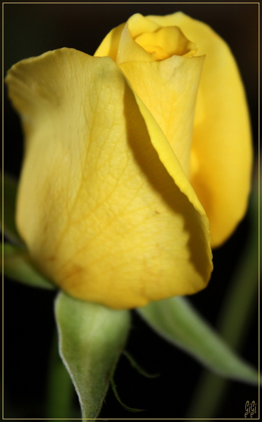 Fonds d'cran Nature Fleurs Bouton jaune.