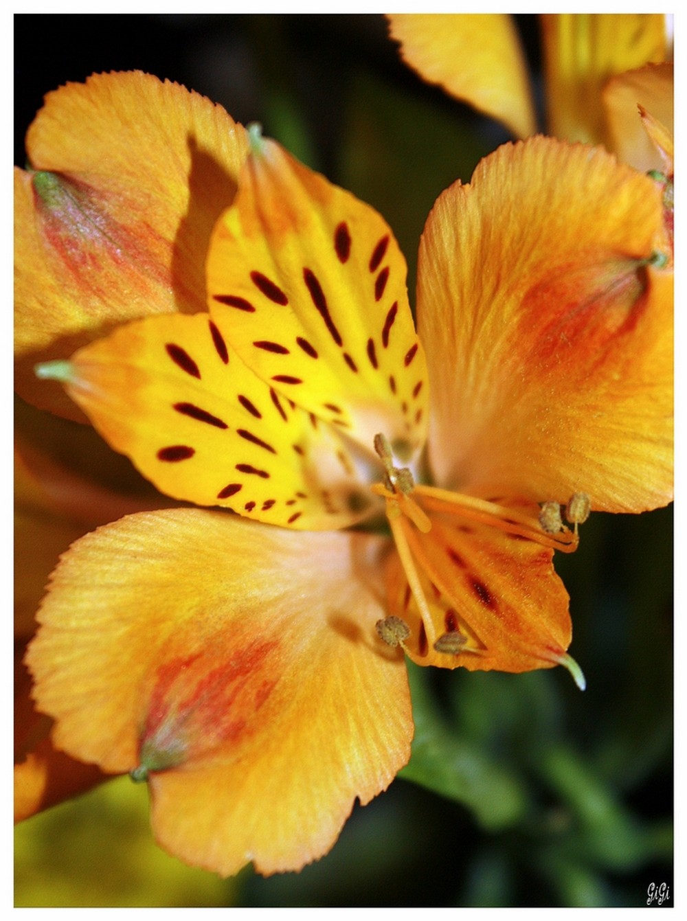 Fonds d'cran Nature Fleurs Coeur de fleur.