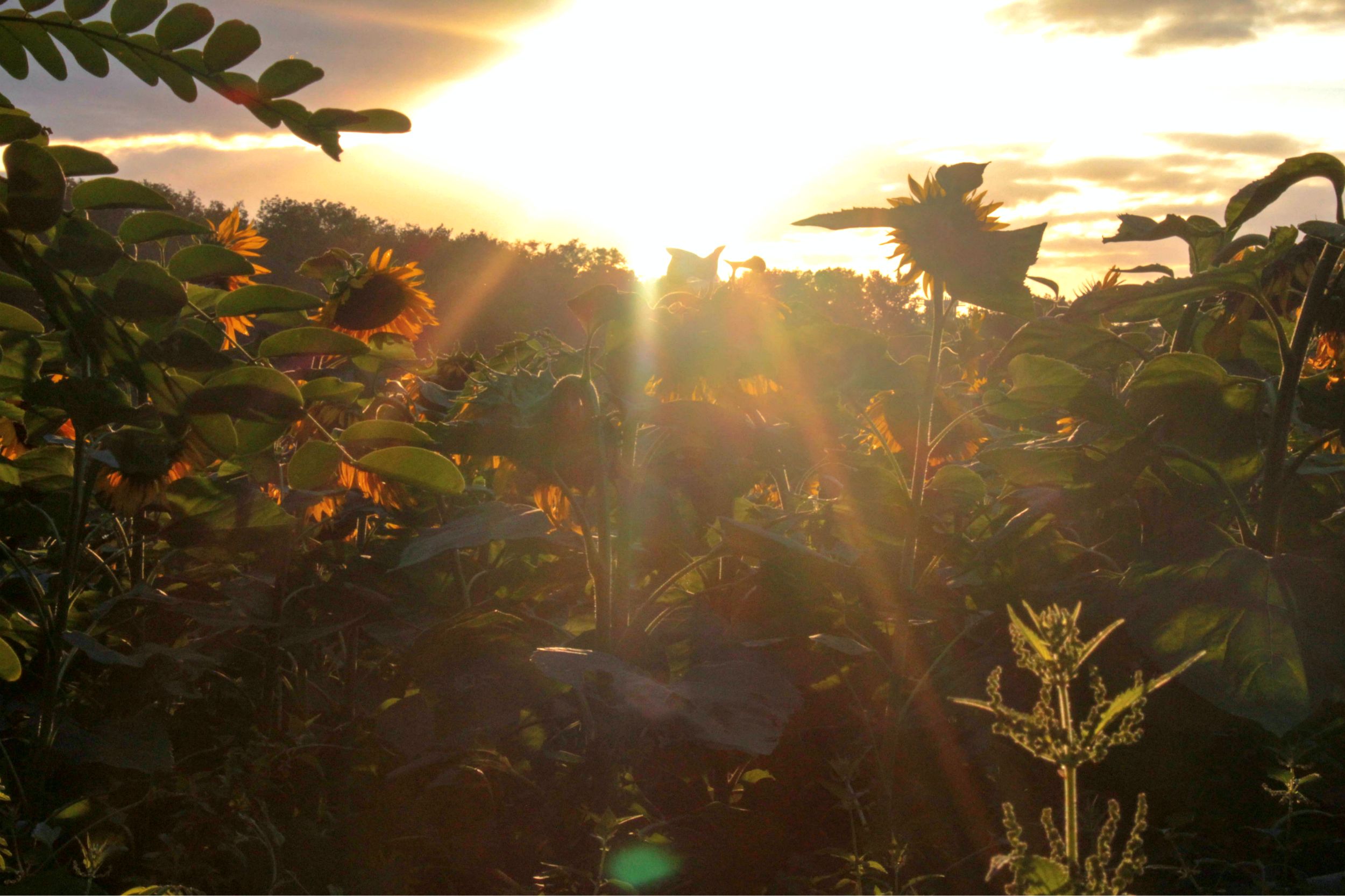 Fonds d'cran Nature Couchers et levers de Soleil coucher de soleil sur un champ de tournesol