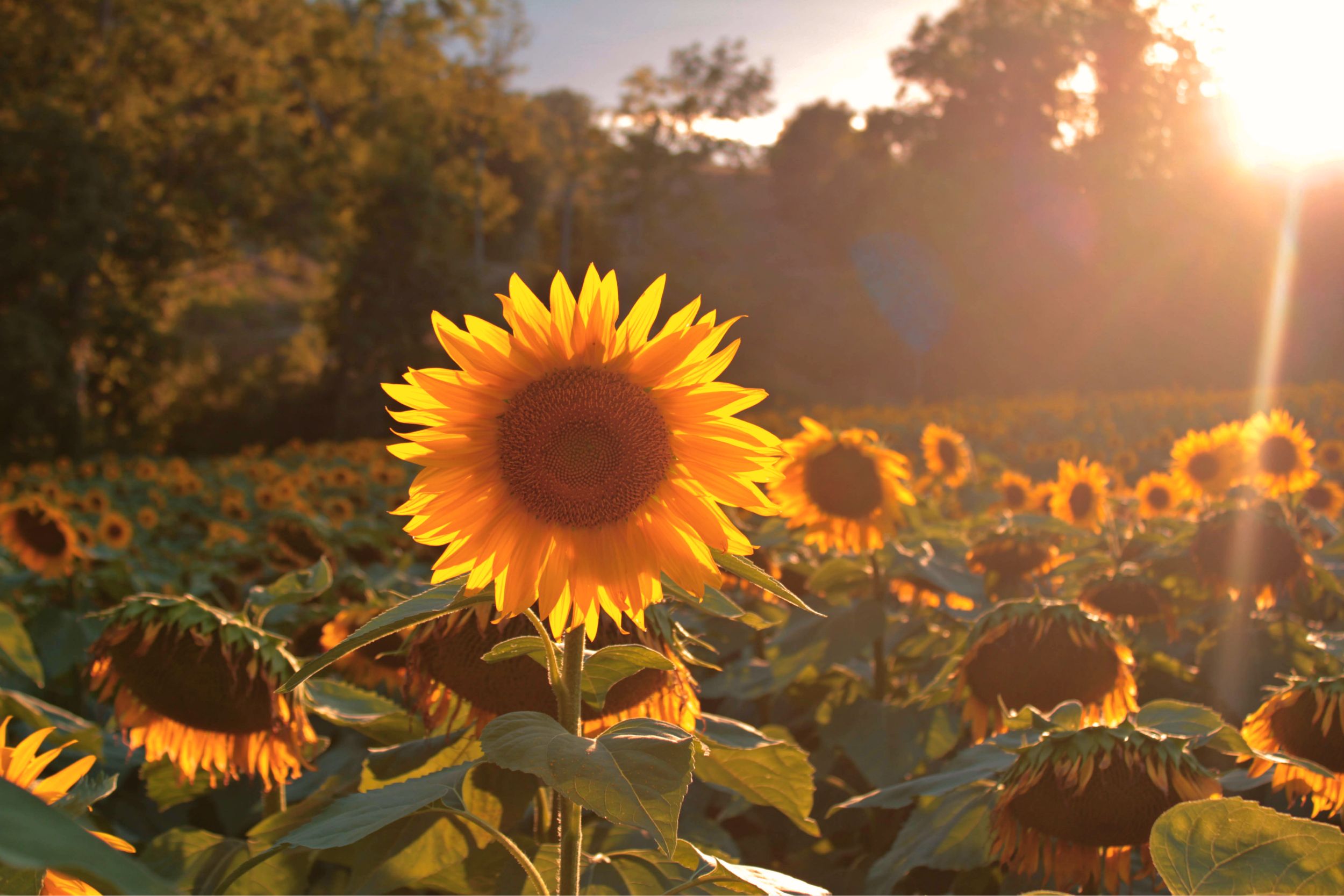 Fonds d'cran Nature Fleurs tournesol