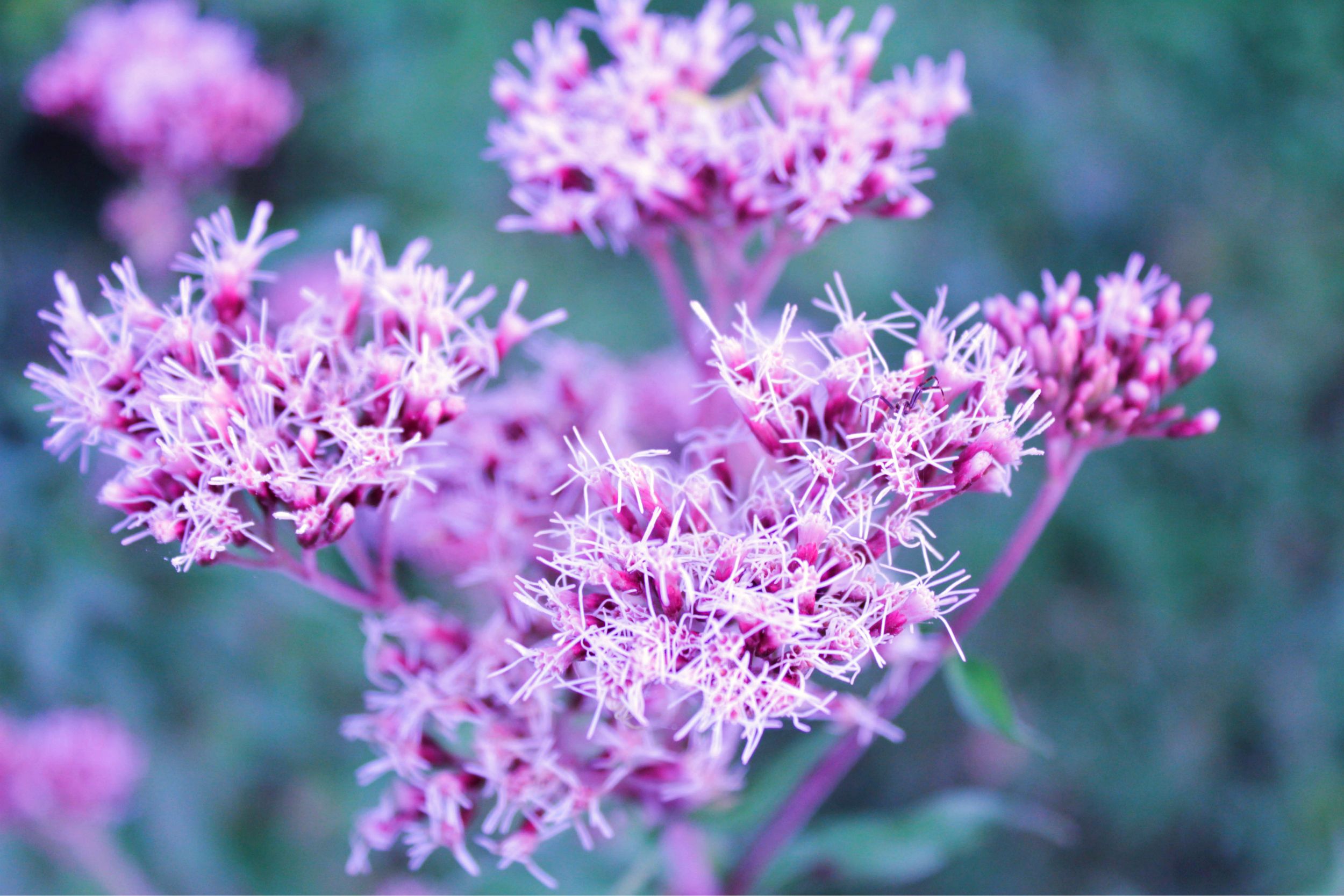 Fonds d'cran Nature Fleurs fleur