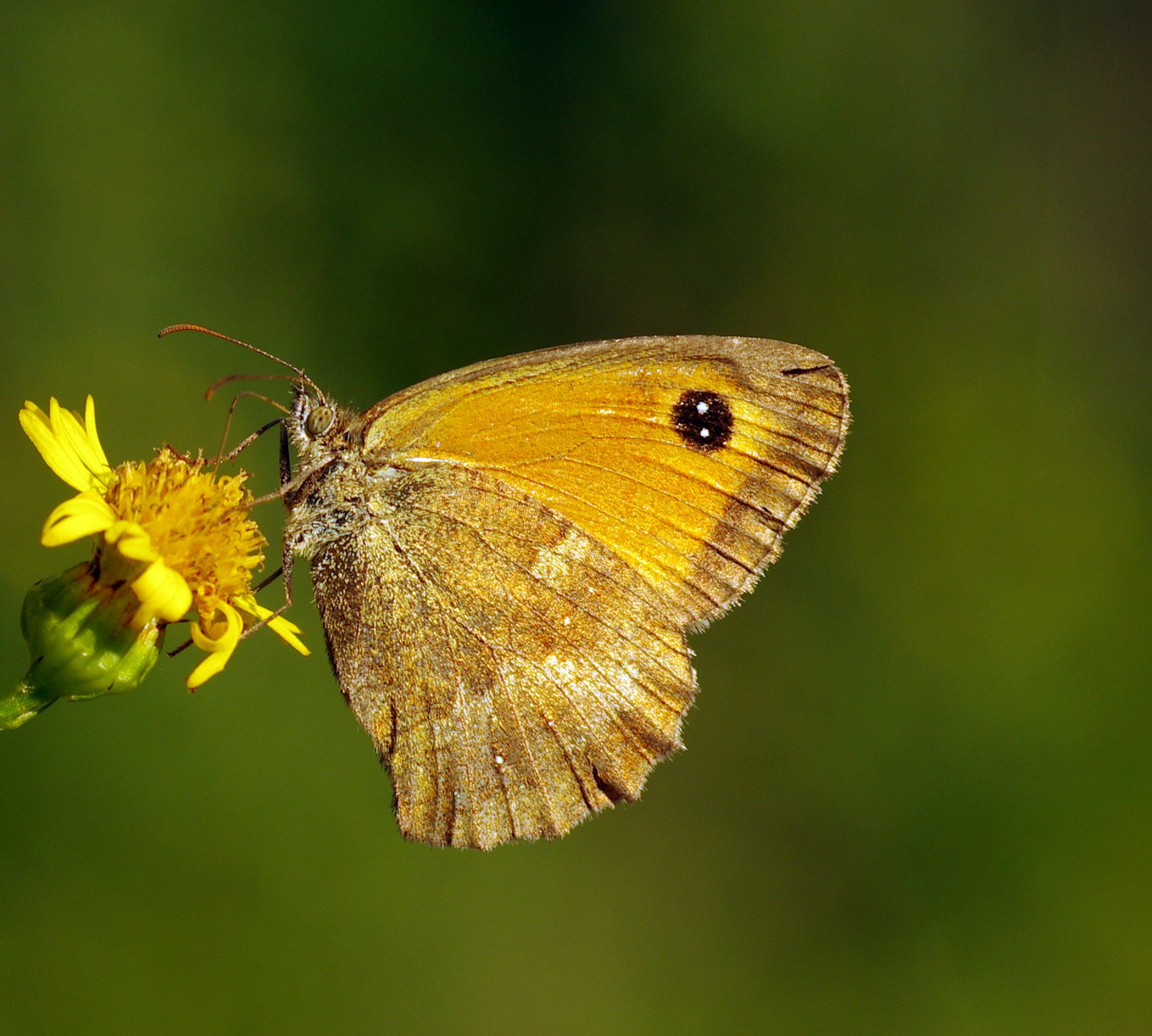 Wallpapers Animals Insects - Butterflies 