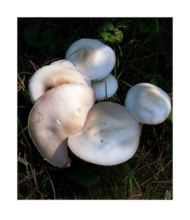 Fonds d'cran Nature Champignons L'automne approche.....