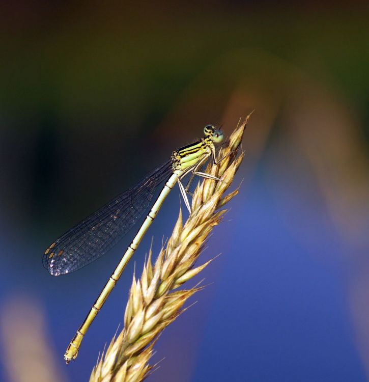 Wallpapers Animals Insects - Dragonflies Wallpaper N380946