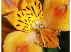  Nature Coeur de fleur.