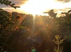  Nature coucher de soleil sur un champ de tournesol