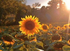  Nature tournesol