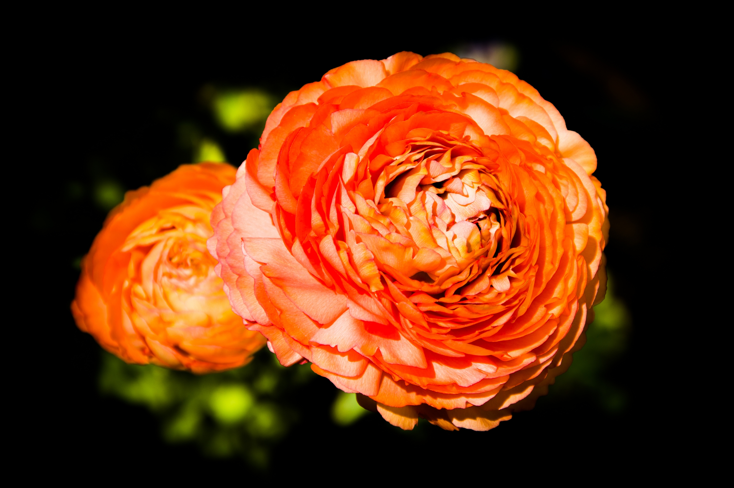 Fonds d'cran Nature Fleurs 