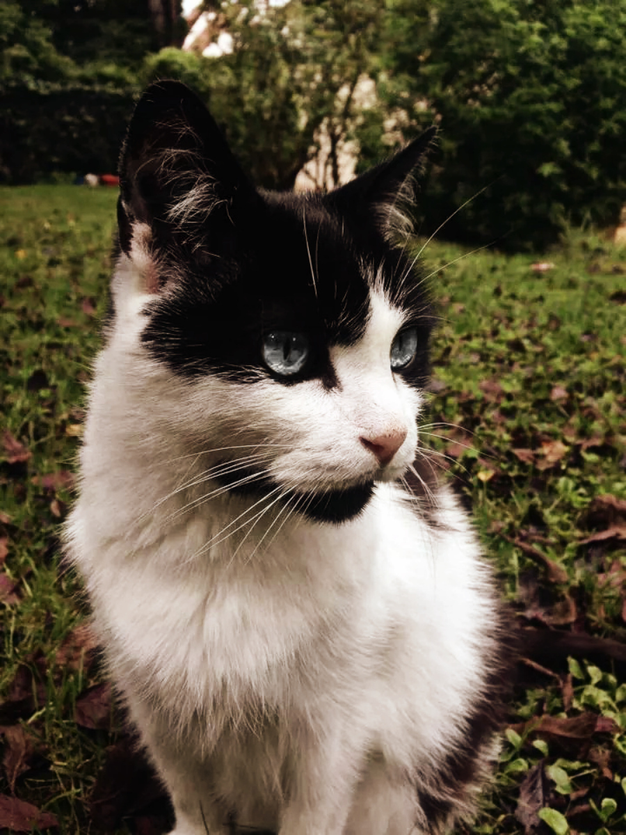 Fonds d'cran Animaux Chats - Chatons Piercing eyes