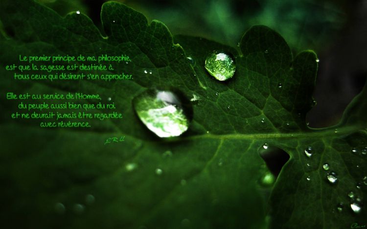 Wallpapers Digital Art Poetry - Texts Rose verte