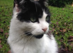  Animaux Petit chat dans le jardin