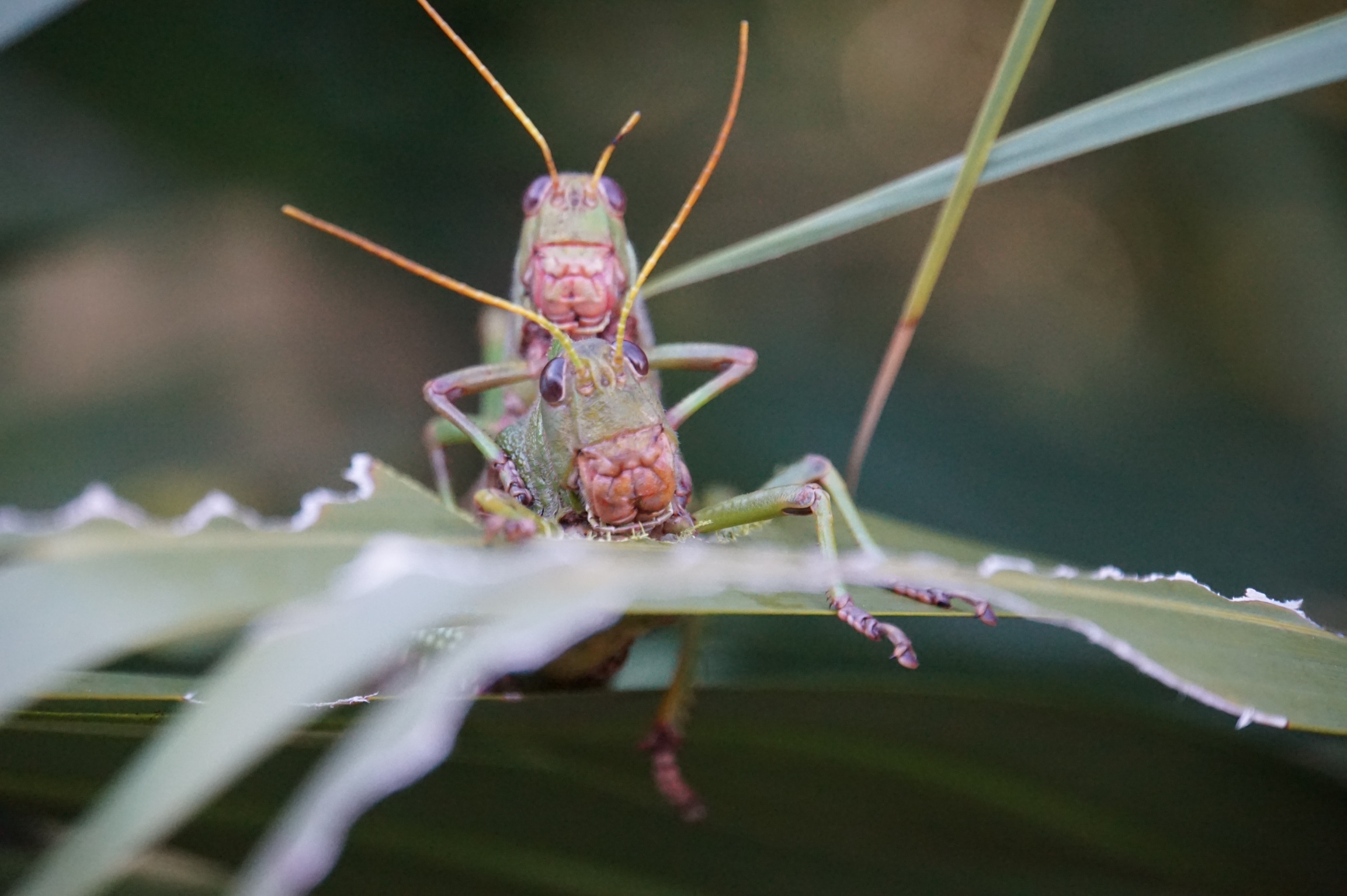 Fonds d'cran Animaux Insectes - Criquets Nature 