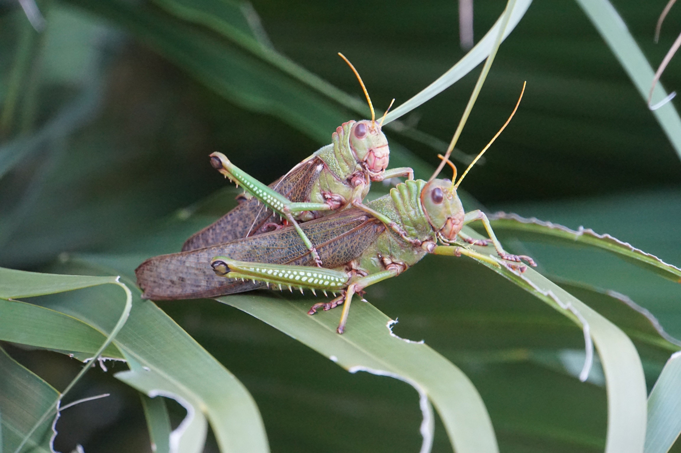 Wallpapers Animals Insects - Locusts Nature 