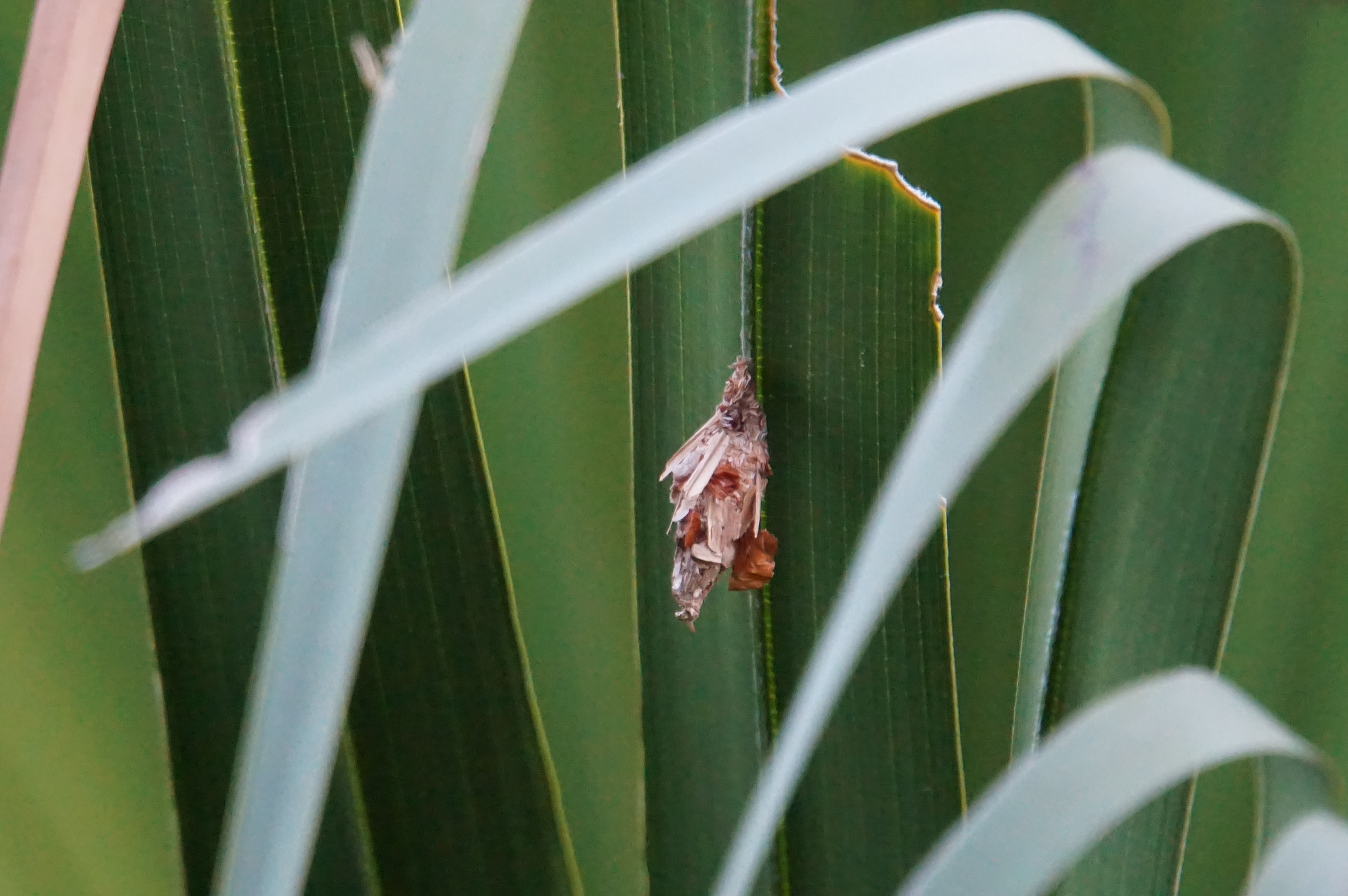 Fonds d'cran Animaux Insectes - Criquets Nature 