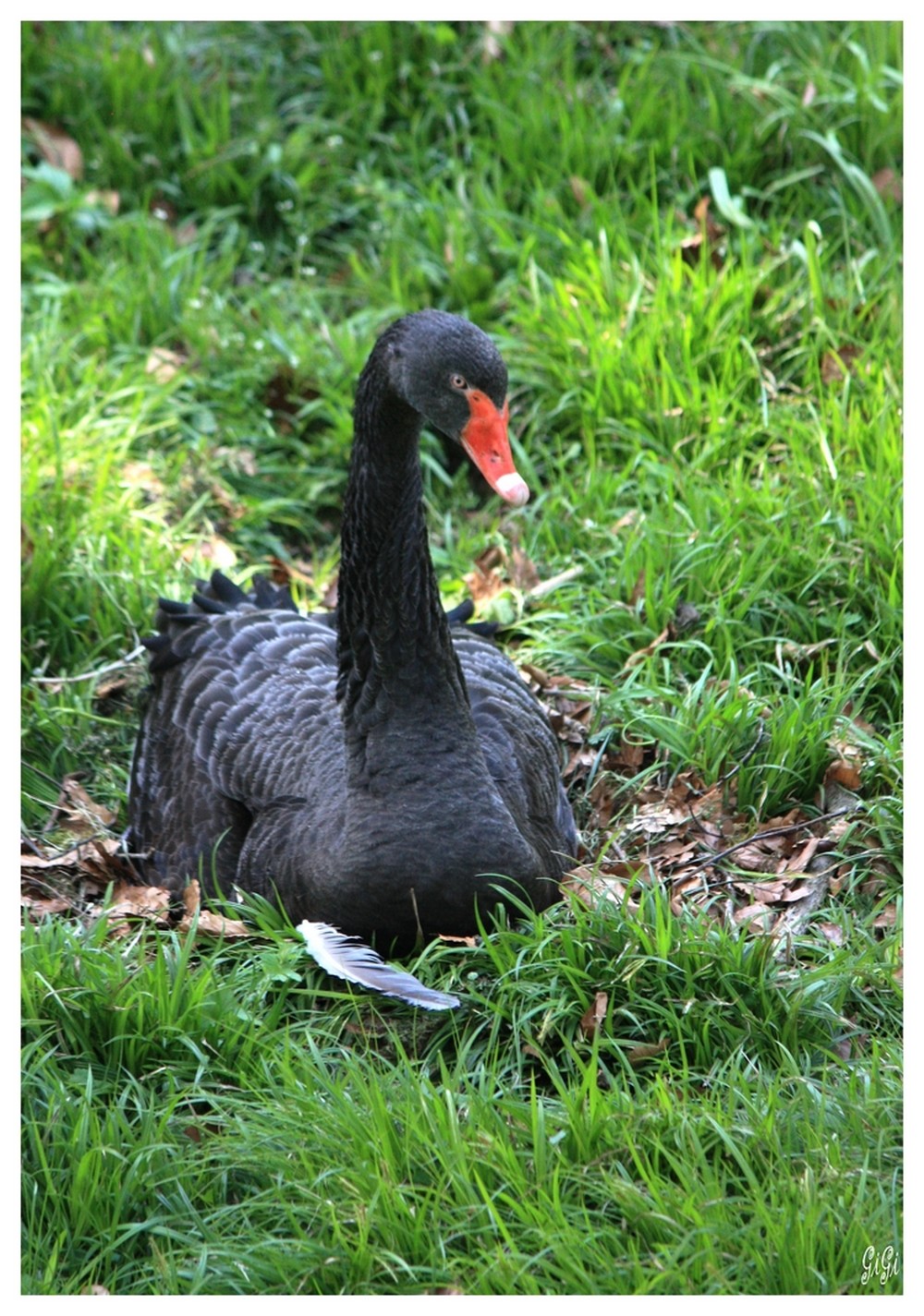 Fonds d'cran Animaux Oiseaux - Cygnes Chteau, Jardins d'Annevoie & Costums de Venise (2013) - Belgique.