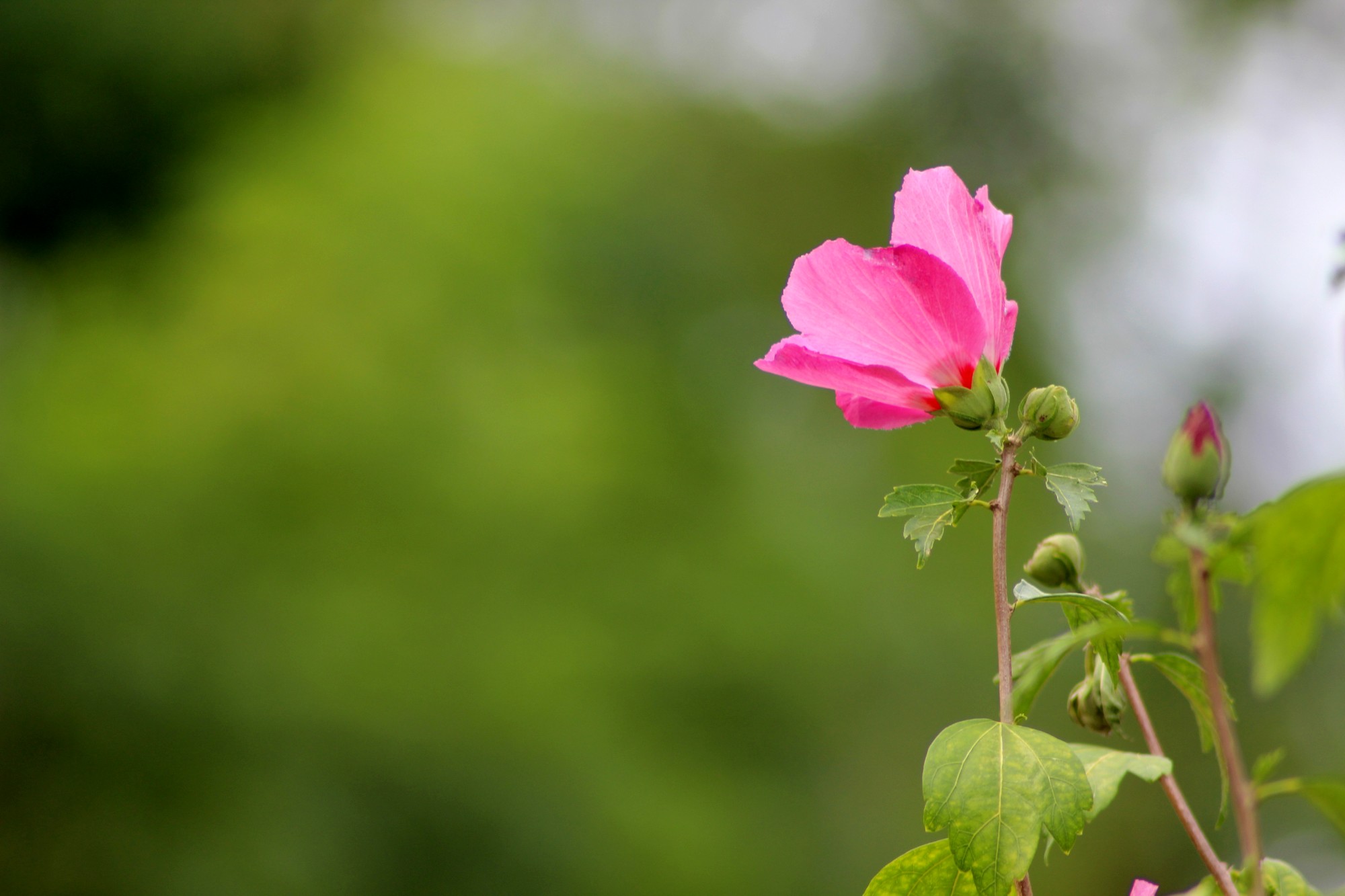 Wallpapers Nature Flowers Hibiscus