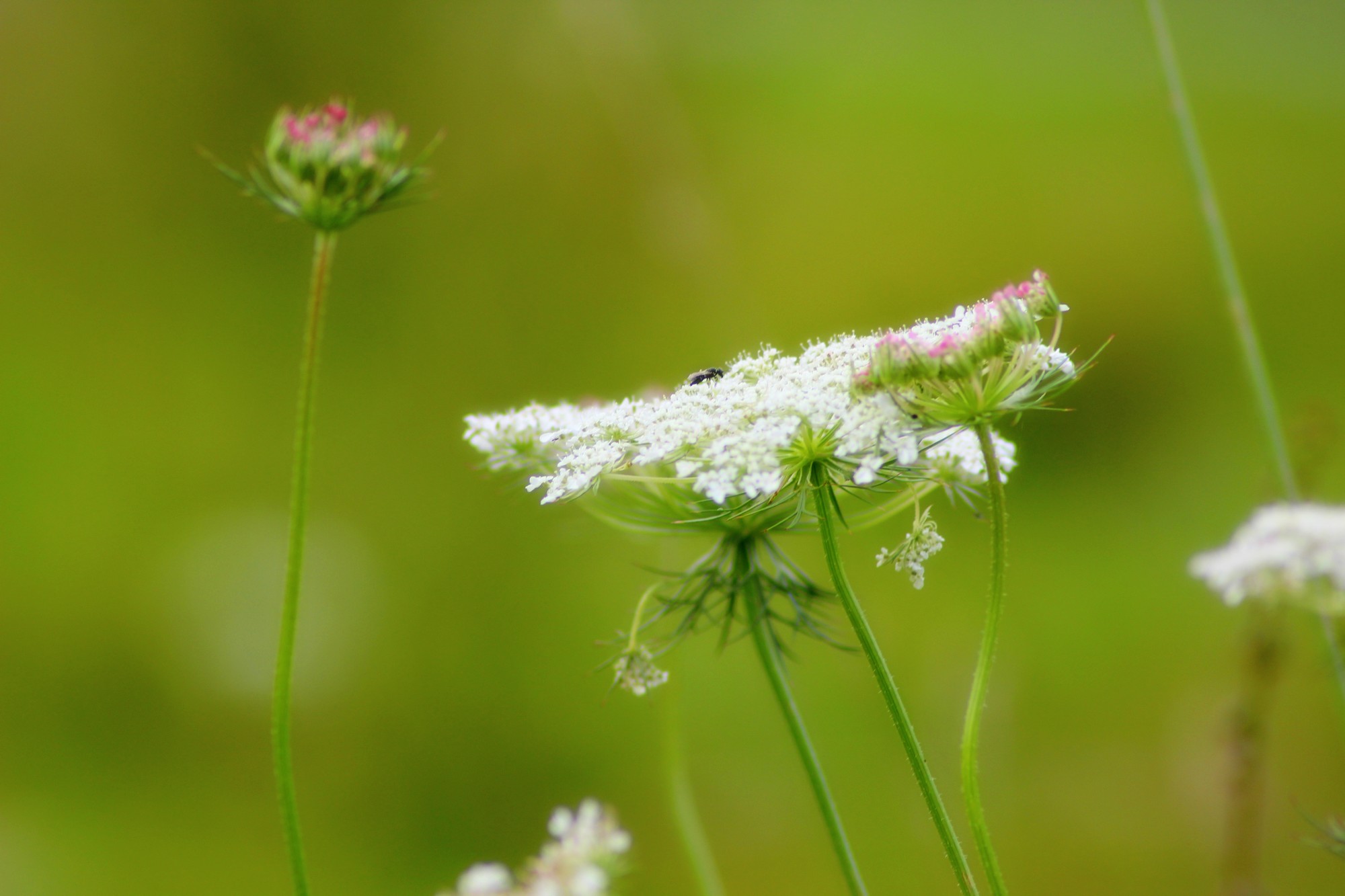 Fonds d'cran Nature Fleurs 