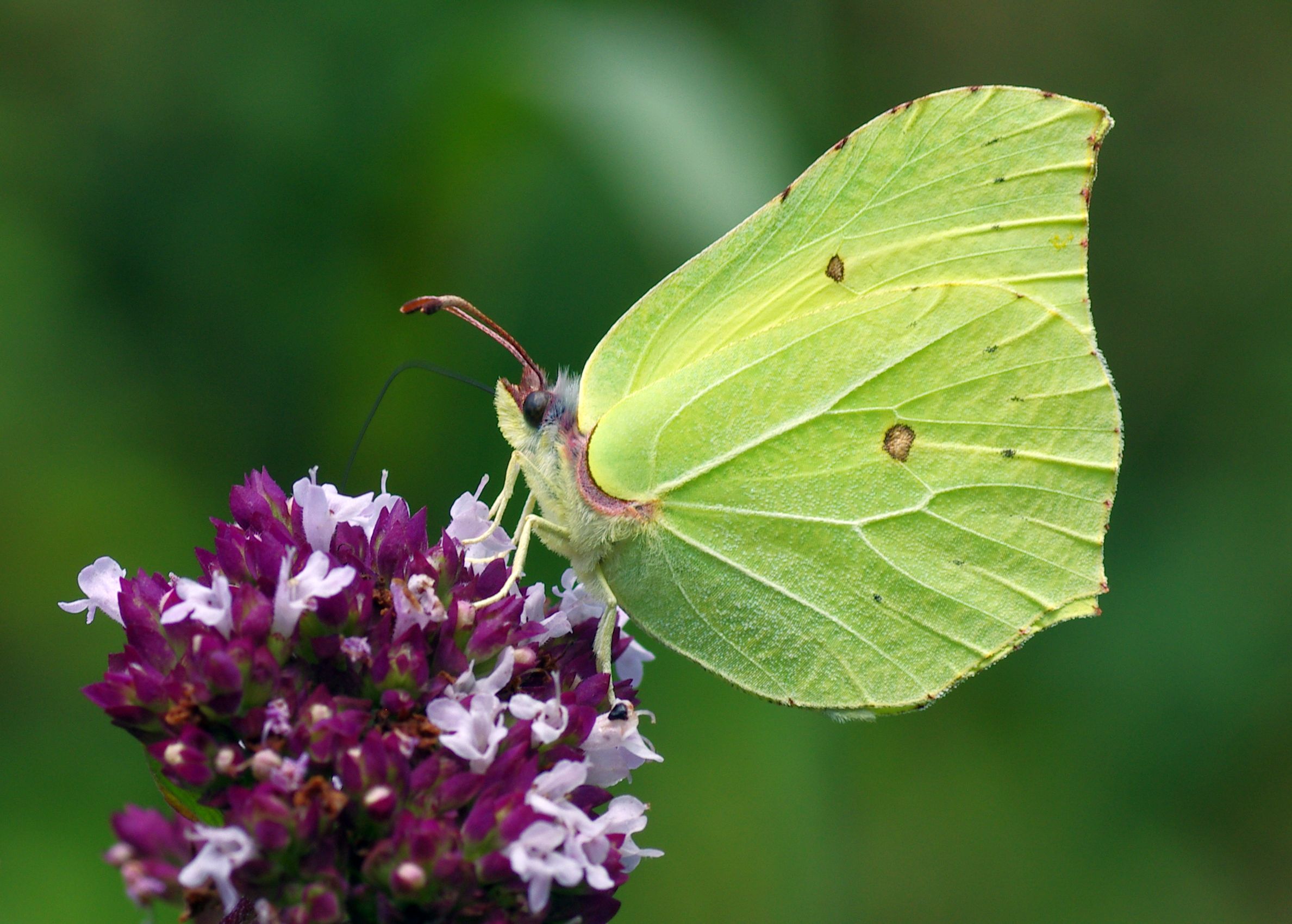 Fonds d'cran Animaux Insectes - Papillons 