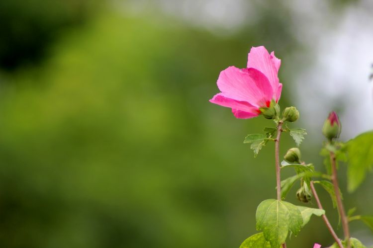 Wallpapers Nature Flowers Hibiscus