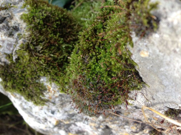 Wallpapers Nature Moss - Lichens Mousse sur pierre