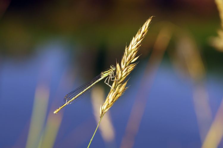 Fonds d'cran Animaux Insectes - Libellules Wallpaper N381045