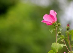  Nature Hibiscus