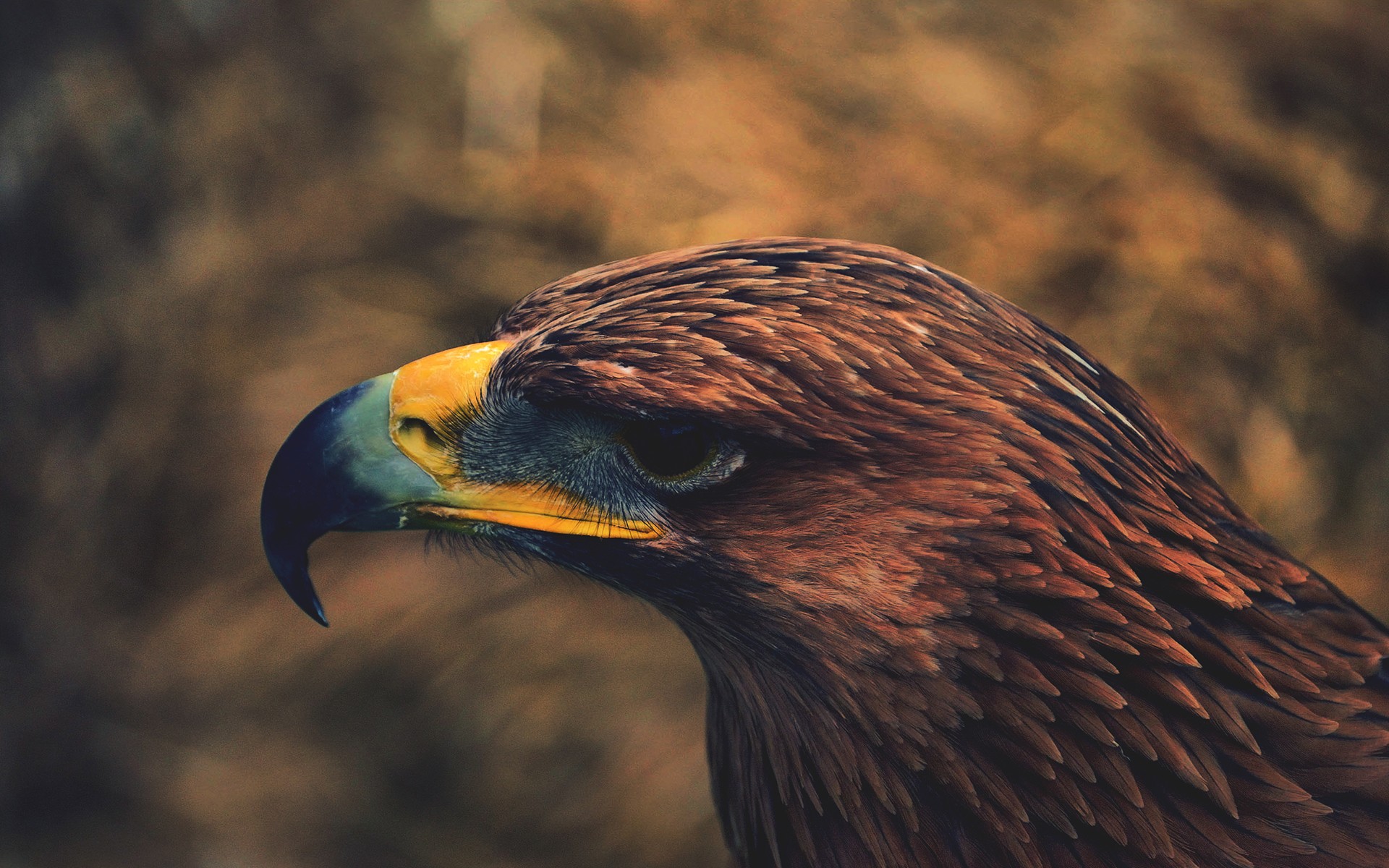 Wallpapers Animals Birds - Eagles 