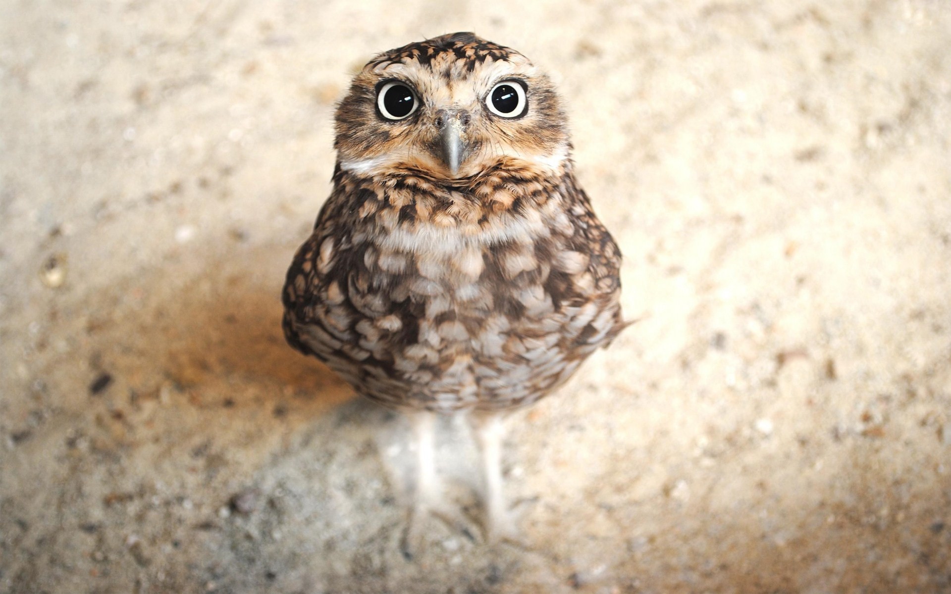 Fonds d'cran Animaux Oiseaux - Hiboux et Chouettes 