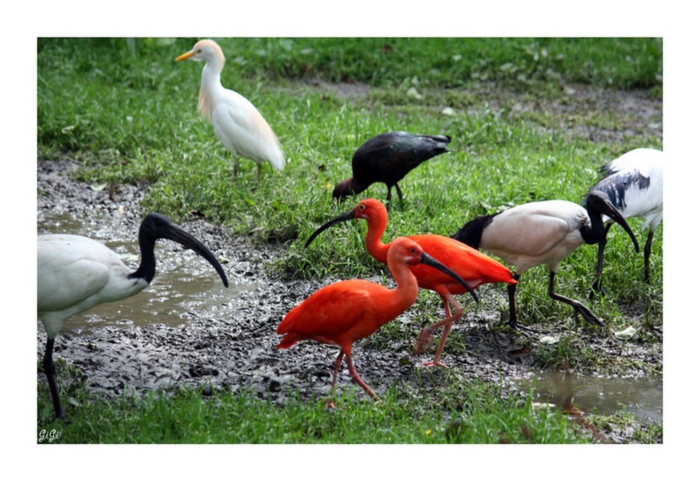 Wallpapers Animals Birds - Ibis Olmense Zoo