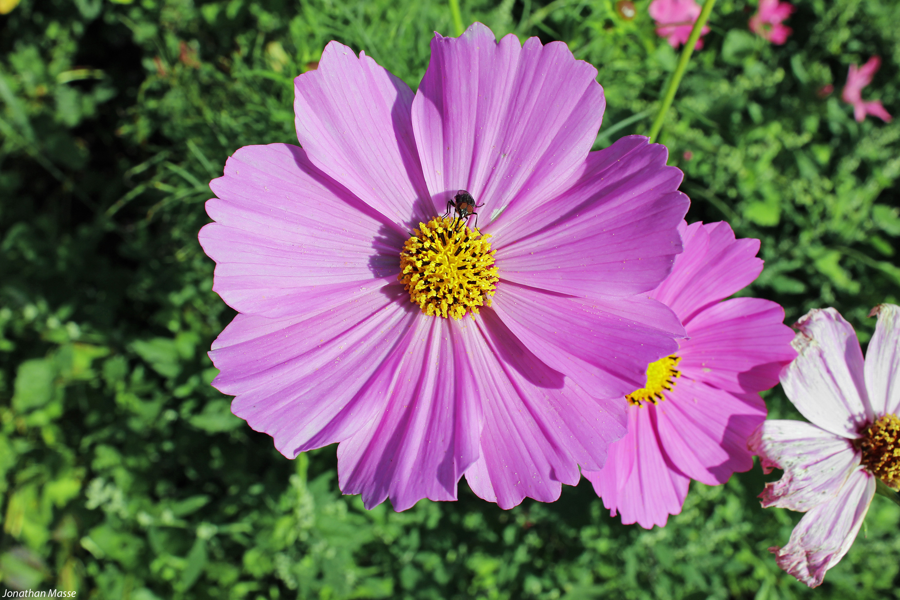 Fonds d'cran Nature Fleurs 