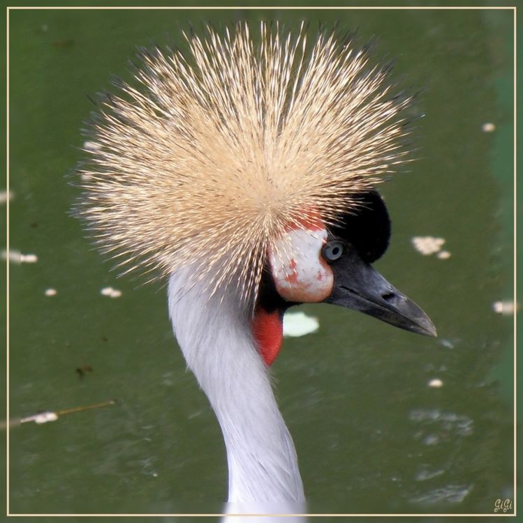 Fonds d'cran Animaux Oiseaux - Divers Olmense Zoo