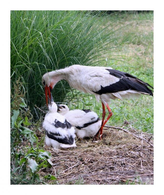 Fonds d'cran Animaux Oiseaux - Cigognes Olmense Zoo