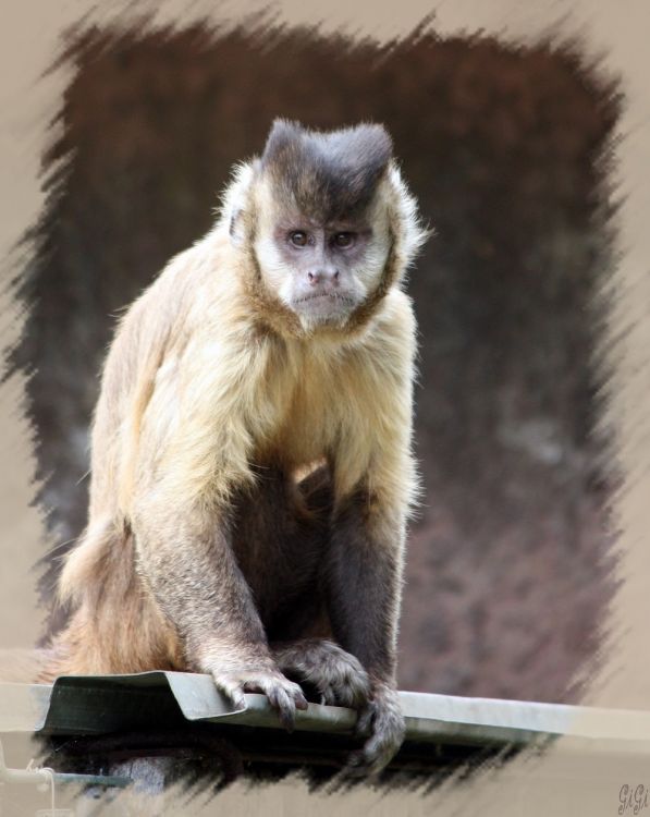 Fonds d'cran Animaux Singes Olmense Zoo