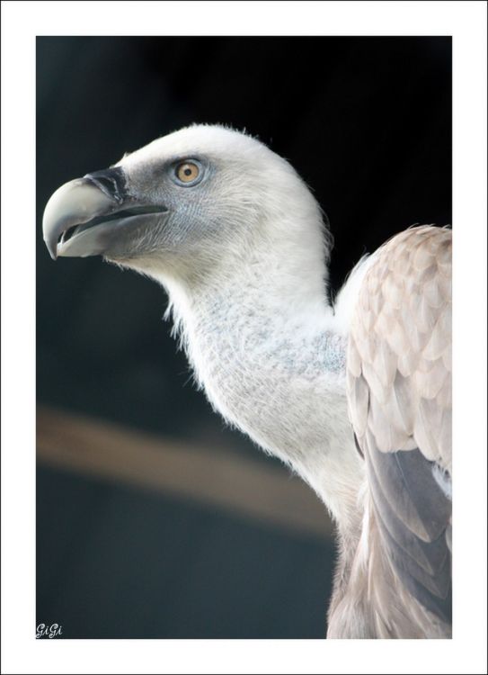 Fonds d'cran Animaux Oiseaux - Vautours Olmense Zoo