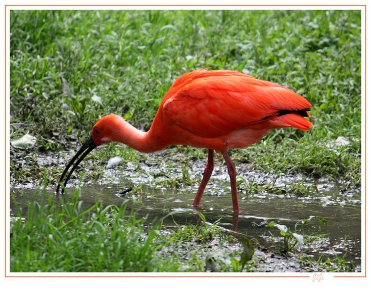 Wallpapers Animals Birds - Ibis Olmense Zoo