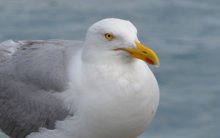 Wallpapers Animals Birds - Gulls Wallpaper N381064