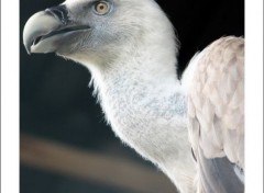  Animaux Olmense Zoo