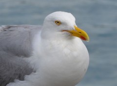  Animaux Image sans titre N381064