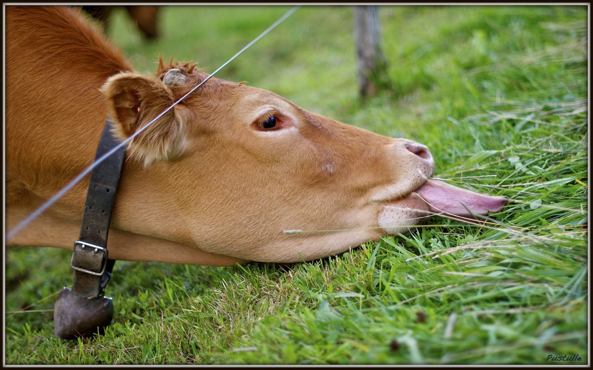 Fonds d'cran Animaux Vaches - Taureaux - Boeufs L'herbe est toujours plus verte.....