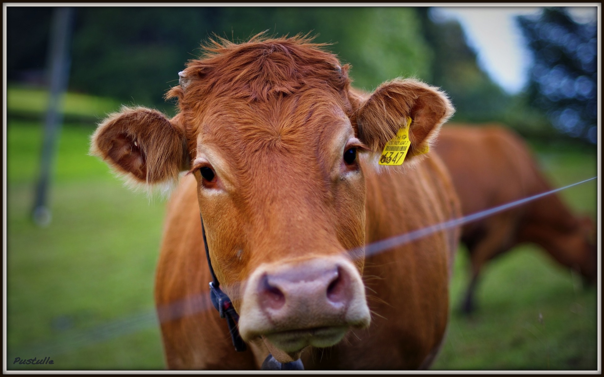 Wallpapers Animals Cows - Bulls - Beef 