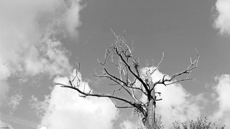 Fonds d'cran Nature Arbres - Forts Noir et blanc.