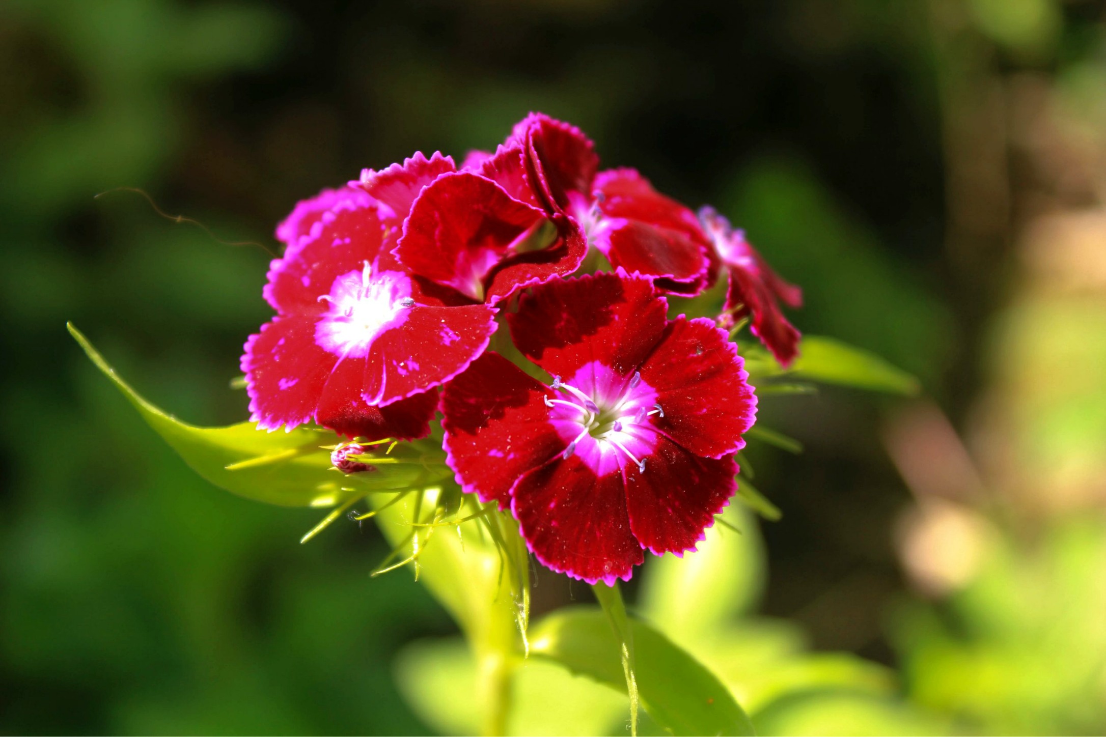 Wallpapers Nature Flowers fleur